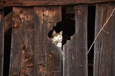 猫 谷仓 隐藏 木墙 已到期 风化 家猫
