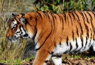 老虎 大猫 捕食者 野猫 虎头 舌头 危险的 高贵 大华