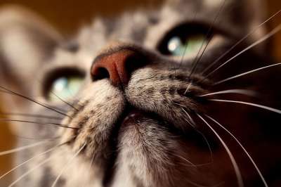 猫 动物 宠物 特写 猫科动物 人类发展报告 可爱的 胡须 眼睛