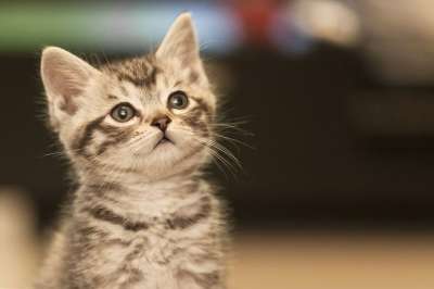 猫 渴望 清纯 猫 渴望 渴望 清纯 清纯 清纯 清纯 清纯