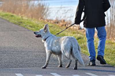 狗 犬类 哺乳动物 动物 白狗 皮带 男人 人 人们 遛狗
