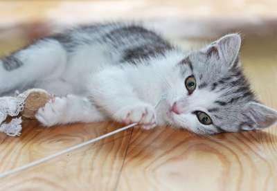 猫 小猫 小狗 俏皮的 年轻的猫 家畜 家猫 可爱的 小的