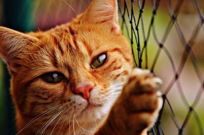 猫 宿醉 红色的 可爱的 鲭鱼 老虎 舒适 动物 家猫 毛皮