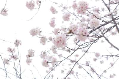 樱花 花朵 白色的花瓣 花瓣 盛开 开花 植物群 春天的花朵