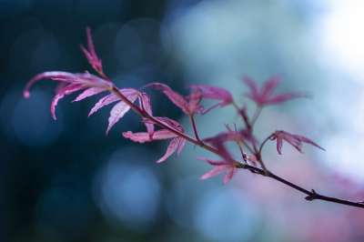 树叶 树 枝杈 绿色 自然 花园 枫 日本枫树