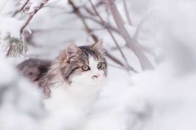 猫 冬天 动物 头 猫脸 毛茸茸 西伯利亚 看法 宠物