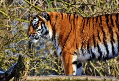 老虎 大猫 捕食者 野猫 虎头 危险的 高贵 大华 野生动物
