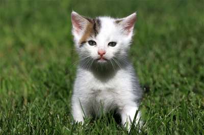 猫 小猫 猫宝宝 驯化 可爱的 年轻 动物 迷人 好奇的 小的