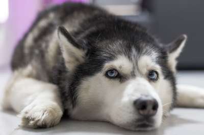狗 动物 可爱的 宠物 犬类 沙哑 小狗 困 Hasky 灰狗