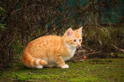 猫 小猫 红虎斑 猫宝宝 年轻的猫 红猫 苔藓 草 猫 猫