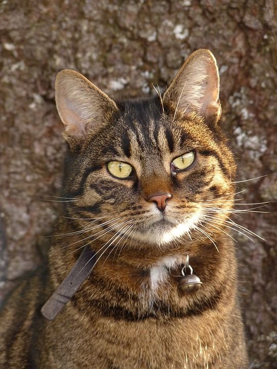 猫 宿醉 老虎 毛皮 动物 生物 猫眼