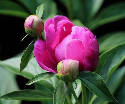 牡丹芽 花蕾 粉色的 紫红色 牡丹 芍药科植物 多年生 春天的花朵