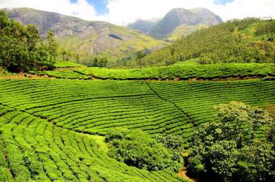 茶园 茶花园 印度 绿色花园 绿茶 绿色园艺 茶园 茶园 茶园