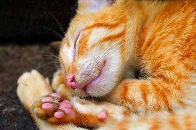 猫 宠物 猫科动物 动物 特写 可爱的 睡眠 休息 爪子