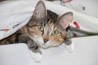猫 家猫 动物 孕妇 乐趣 淘气 猫脸 眼睛 耳朵 好奇；兴奋