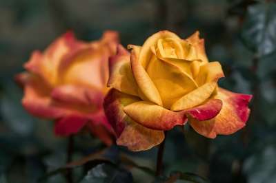 玫瑰 花朵 玫瑰绽放 花瓣 玫瑰花瓣 盛开 开花 植物群 自然