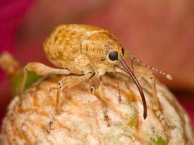 榛子象甲 昆虫 自然 西方文化 象鼻虫 动物 动物群 特写