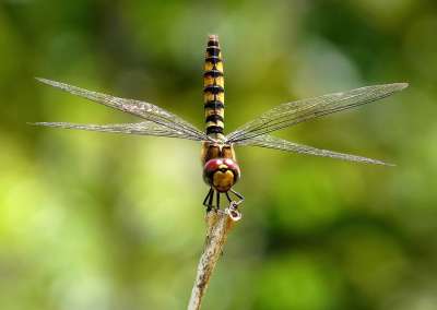 更大的深红色滑翔机 蜻蜓 枝条 Urothemis Signata 翅膀