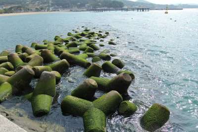 帐篷 野营 海洋 露营地 海滩 树 风光 大自然 早晨