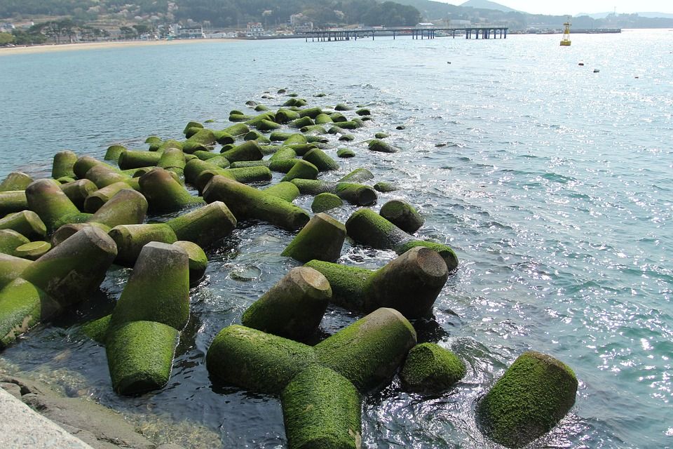 帐篷, 野营, 海洋, 露营地, 海滩, 树, 风光, 大自然, 早晨