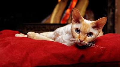 德文郡Rex 男性 猫 枕头 壁炉 烟囱 火 白色的猫 红的枕头