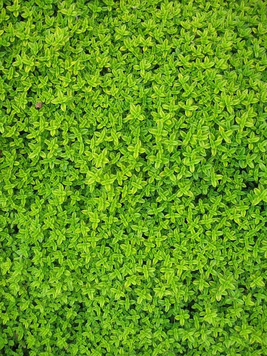 花园 植物 树叶 常春藤 绿化 叶子 植物群 植物园 自然