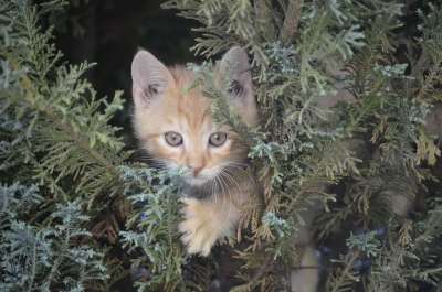猫 小猫 婴儿 树 自然 动物 红猫 可爱的