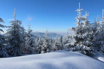 冬天 雪 刨冰 树木 森林 山