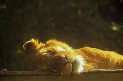 狮子 睡着了 说谎 捕食者 自然 大猫 狮子的鬃毛 午休 男性