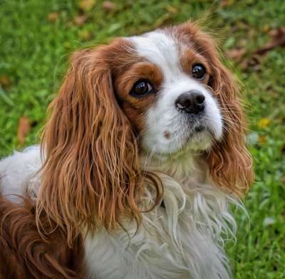 狗 骑士查理王猎犬 有趣的 家畜 动物 毛皮 棕色的 白色的