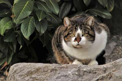 猫 在花园里 动物 潜伏着 看起来 沉默 头 毛皮 蓬松的
