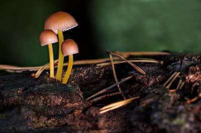 蘑菇 漂亮的帽子 木头 菌类 迈锡纳雷纳蒂 小蘑菇 森林蘑菇 自然