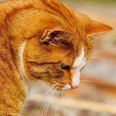 猫 鲭鱼 虎猫 红虎斑 家猫 肖像 Katzenkopf 猫脸