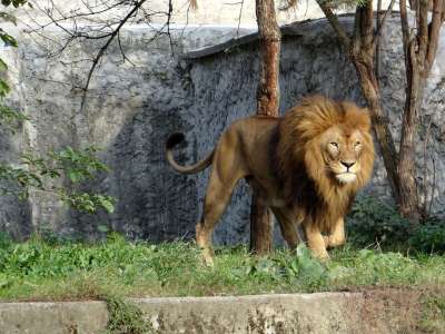 狮子 哺乳动物 兽中之王 动物 野猫 捕食者 野生动物 鬃毛