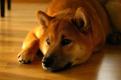 柴犬 狗 微笑 肖像 放下 柴犬 柴犬 柴犬 柴犬 柴犬