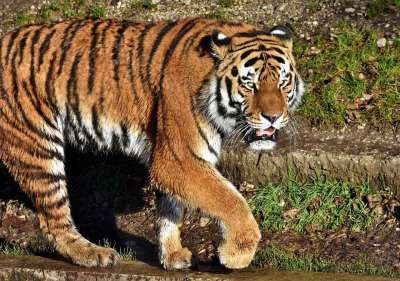老虎 大猫 捕食者 野猫 虎头 舌头 危险的 高贵 大华