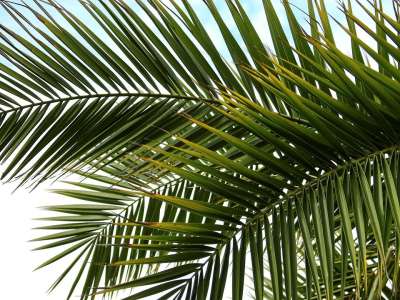 棕榈树 植物 树叶 太阳 夏天 海 湖 南海 棕榈树叶 绿色