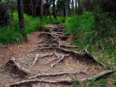 根 森林 路 植被 树
