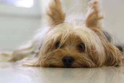 约克夏犬 狗 约克 梗犬 宠物 犬类 懒惰的 休息 累 可爱的