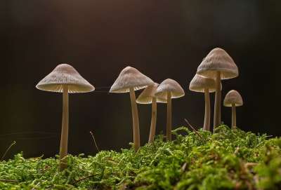 蘑菇 小蘑菇 海绵 苔藓 自然 落下 迷你蘑菇 木耳 森林蘑菇