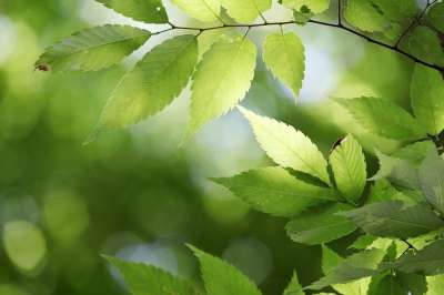 树叶 树 植物 绿色 抽象 黄绿色 森林 国家的联盟 自然