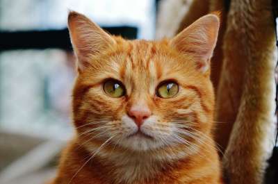 猫 宿醉 红色的 可爱的 鲭鱼 老虎 舒适 动物 家猫 毛皮