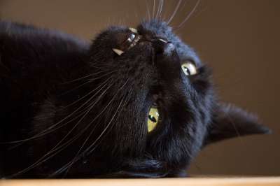 宿醉 黑色的 家猫 黑猫 牙齿