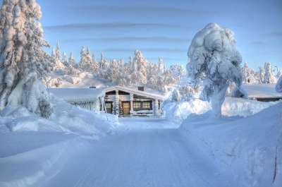 雪 冬季 景观 树木