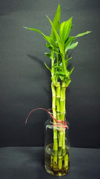 竹子 竹子植物 家居装饰