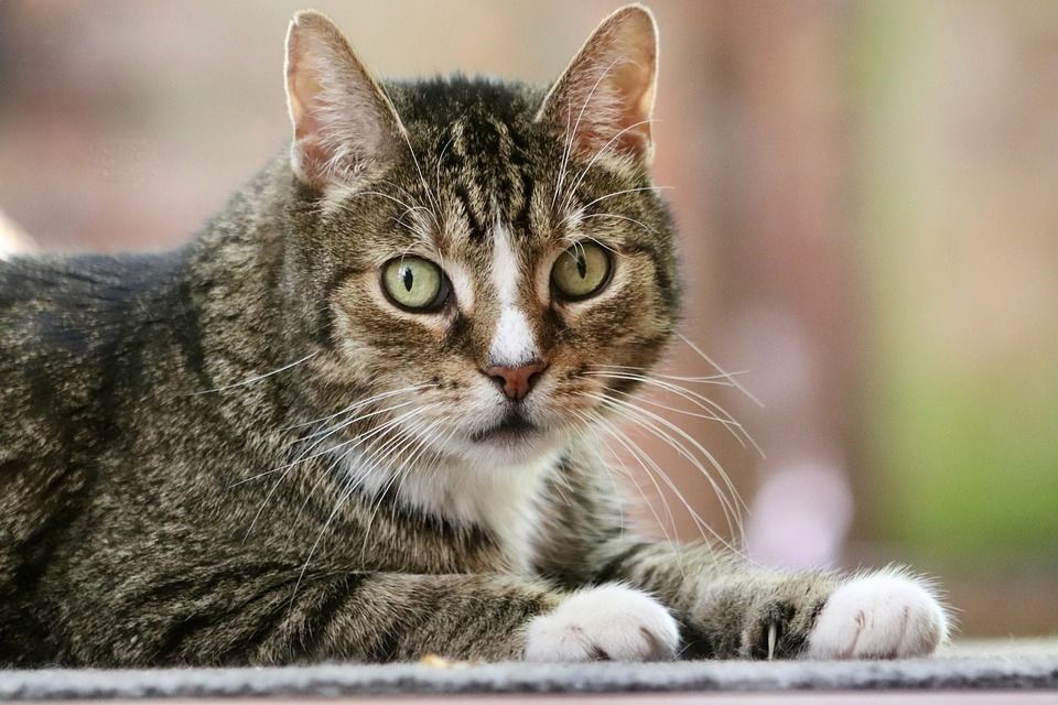 猫, 宿醉, 猫眼, 欧洲短毛, 家畜, 猫脸, 鲭鱼, 家猫, 动物
