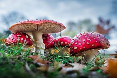 毒菌 红飞木耳 蘑菇 森林 自然 红色的 有毒 落下 点缀 毒