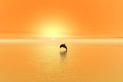 海豚 日落 海 天空 水 海洋 自然 太阳 夏天 哺乳动物