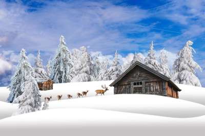 山 树木 小屋 雪 冬天 季节 鹿 红鹿 寒冷的 山林
