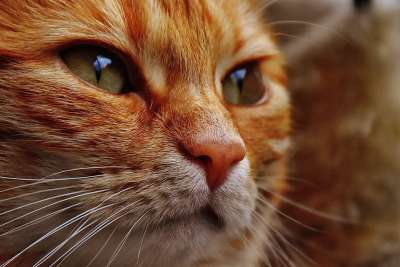 猫 宿醉 红色的 可爱的 鲭鱼 老虎 舒适 动物 家猫 毛皮